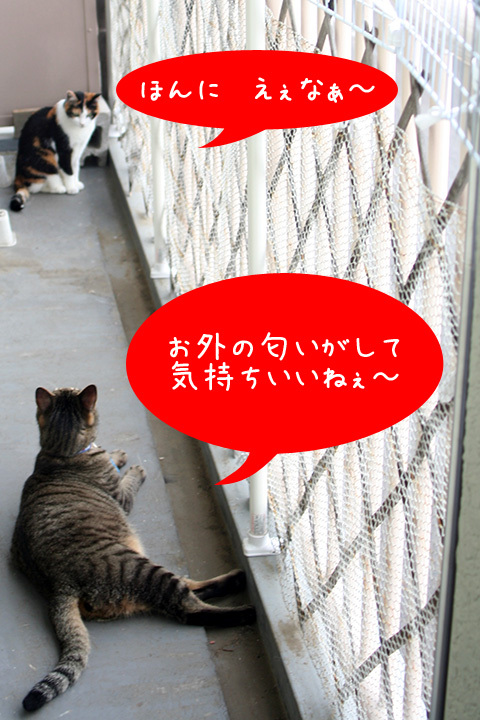 http://zun.sub.jp/changming/blog/medias/images/20110612-03.jpg