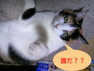 http://zun.sub.jp/changming/blog/medias/uploads/20130428-01.jpg
